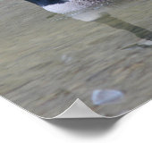 カナダのガチョウベビーと母の動物 ポスター (角)