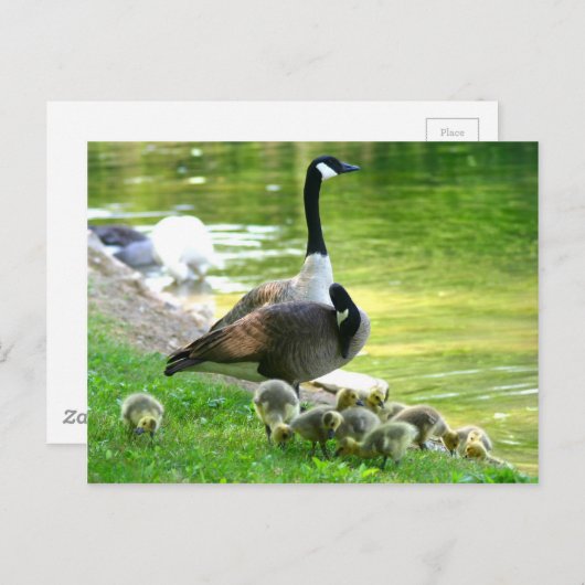 カナダのガチョウ家族 ポストカード (正面/裏面)