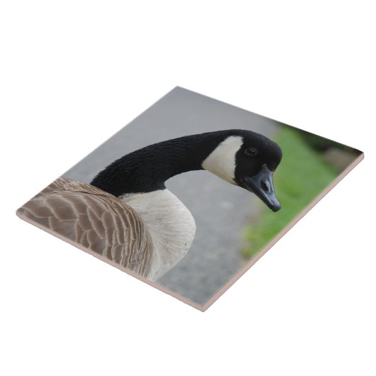 カナダのガチョウ タイル (側面)