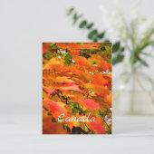 カナダのサトウカエデの紅葉 ポストカード (スタンド正面)