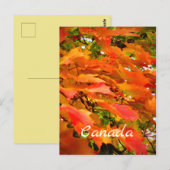 カナダのサトウカエデの紅葉 ポストカード (正面/裏面)
