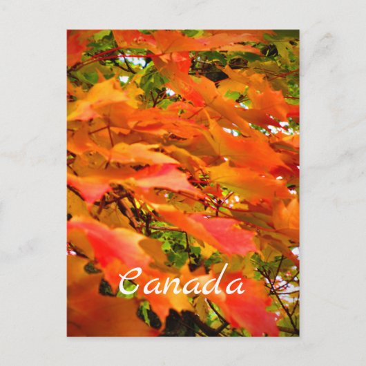 カナダのサトウカエデの紅葉 ポストカード (正面)