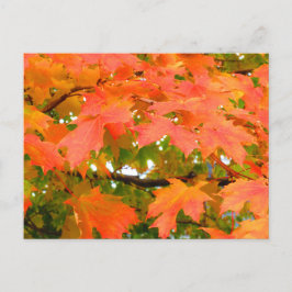 カナダのサトウカエデ 紅葉 ポストカード