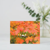 カナダのサトウカエデ 紅葉 ポストカード (スタンド正面)