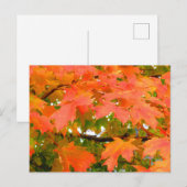 カナダのサトウカエデ 紅葉 ポストカード (正面/裏面)