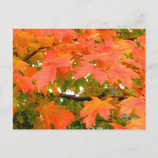 カナダのサトウカエデ 紅葉 ポストカード (正面)