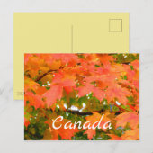 カナダのサトウカエデ 紅葉 ポストカード (正面/裏面)
