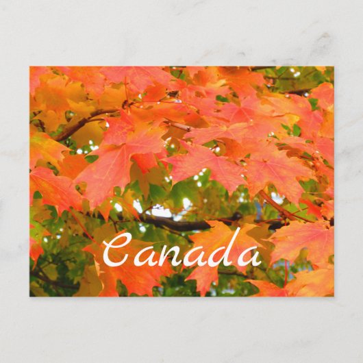 カナダのサトウカエデ 紅葉 ポストカード (正面)