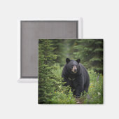 カナダのバンフ国立公園でブラックベア マグネット (正面/裏面)
