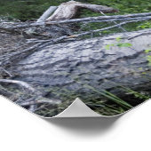 カナダのバンフ国立公園でBugling elk。 ポスター (角)