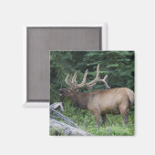 カナダのバンフ国立公園でBugling elk。 マグネット (正面/裏面)