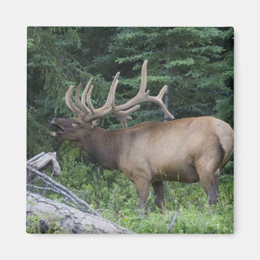 カナダのバンフ国立公園でBugling elk。 マグネット (正面)