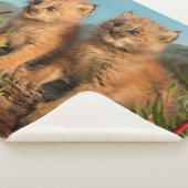 カナダのヤマネコの子猫, アラスカ シェルパブランケット (3/4)