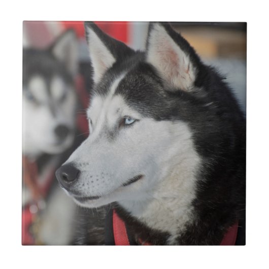 カナダのレース前のハスキー犬 タイル (正面)