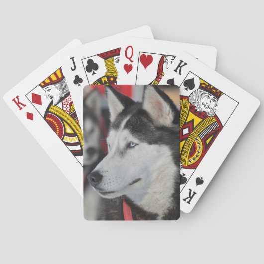 カナダのレース前のハスキー犬 トランプ (裏面)