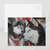 カナダのレース前のハスキー犬 ポストカード (正面/裏面)
