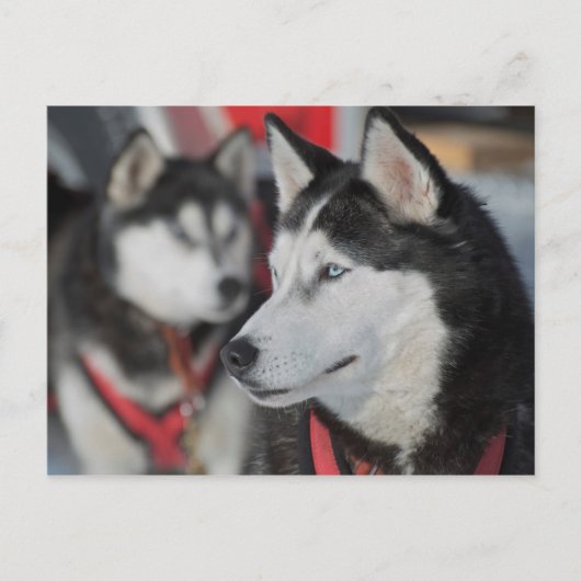 カナダのレース前のハスキー犬 ポストカード (正面)