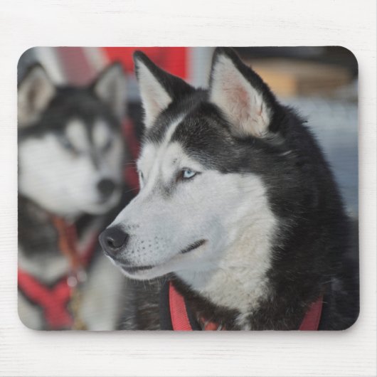 カナダのレース前のハスキー犬 マウスパッド (正面)