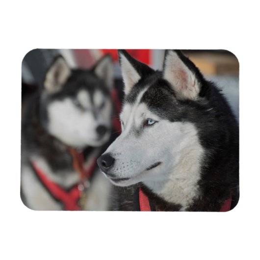 カナダのレース前のハスキー犬 マグネット (横)