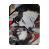 カナダのレース前のハスキー犬 マグネット (縦)