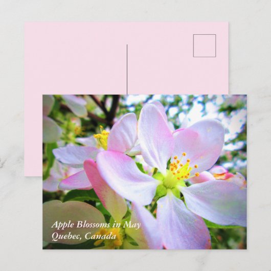 カナダの五月のピンクの白いリンゴの花 ポストカード (正面/裏面)