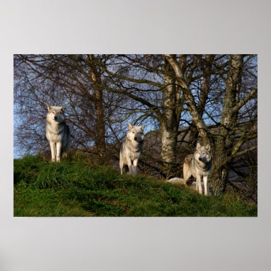 カナダの木材ウルフのポスター/プリント ポスター (正面)