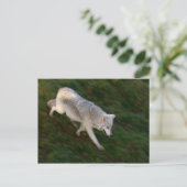 カナダの木材ウルフはがき ポストカード (スタンド正面)