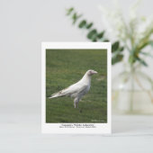 カナダの白の少数派、希少な白いカラスのはがき ポストカード (スタンド正面)