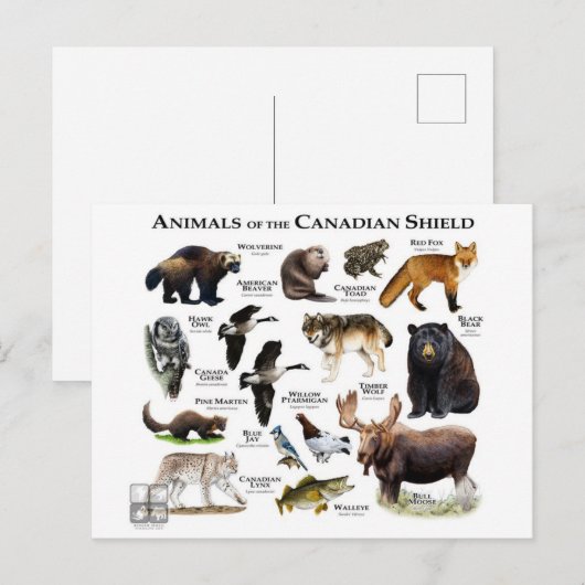 「カナダの盾」 ポストカード (正面/裏面)