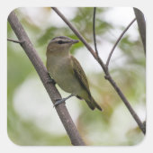 カナダの緑の鳴き鳥 スクエアシール (正面)