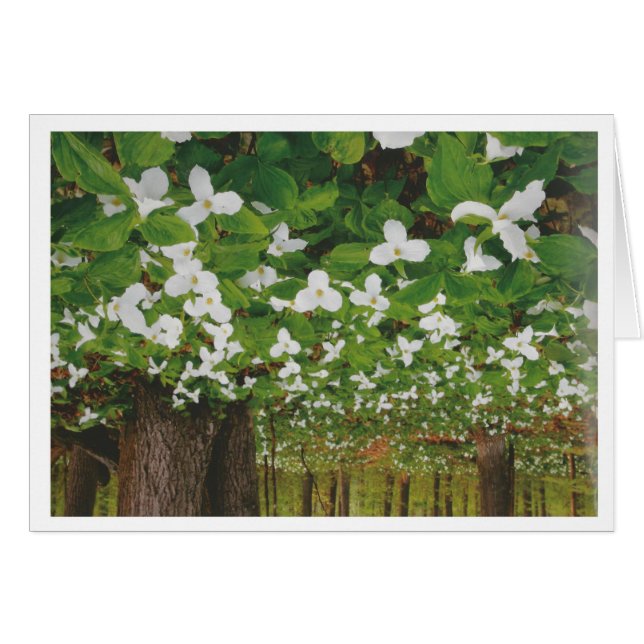 カナダの美しい景色ナイアガラ: 低価格のギフト (正面横)