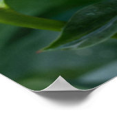 カナダの美しい、フローラピンク牡丹 ポスター (角)