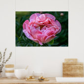 カナダの美しい、フローラピンク牡丹 ポスター (キッチン)