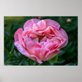 カナダの美しい、フローラピンク牡丹 ポスター (正面)