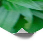 カナダの美しい、フローラレッドスターガーザーリリー ポスター (角)