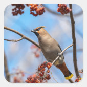 カナダの茶色のボヘミアンのワックスウィング鳥の写真 スクエアシール (正面)