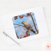 カナダの茶色のボヘミアンのワックスウィング鳥の写真 スクエアシール (封筒)