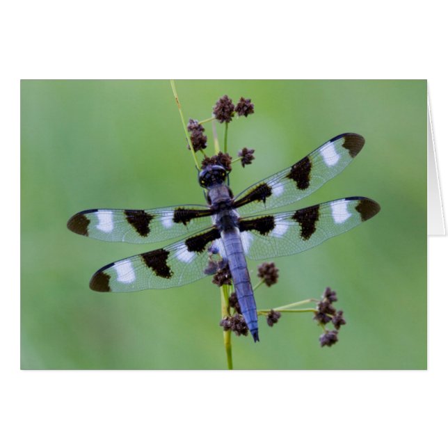 カナダの草にとまるトンボ (正面横)