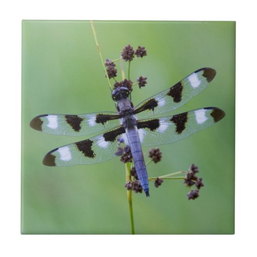 カナダの草にとまるトンボ タイル (正面)