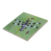 カナダの草にとまるトンボ タイル (側面)