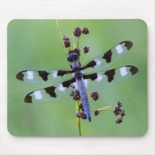 カナダの草にとまるトンボ マウスパッド (正面)