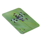 カナダの草にとまるトンボ マグネット (右側)