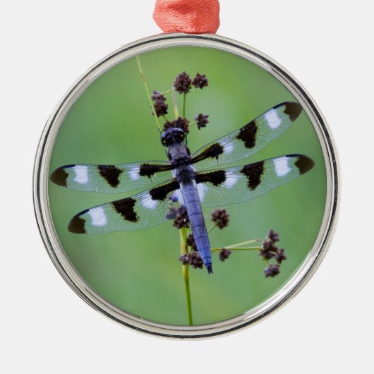 カナダの草にとまるトンボ メタルオーナメント (正面)