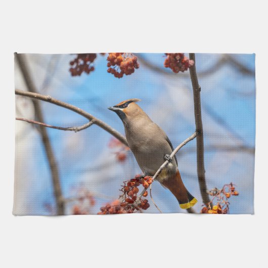 カナダの野生生物: キレンジャクの写真 キッチンタオル (横)