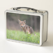 カナダの野生生物:茶色のコヨーテ写真 メタルランチボックス (裏面)