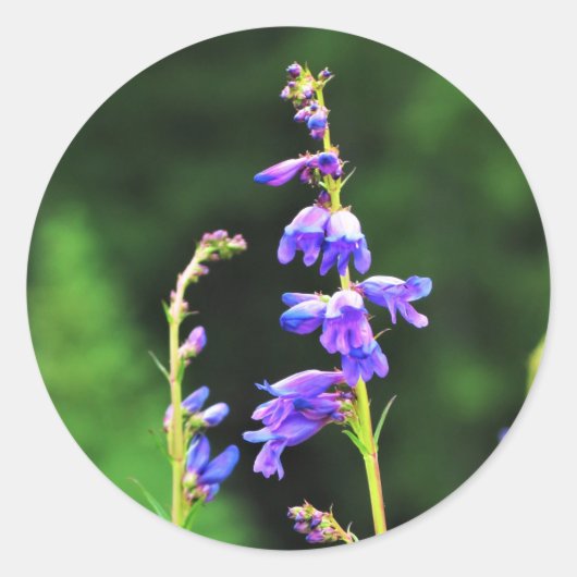 カナダの開花の美しい紫の野草 ラウンドシール (正面)