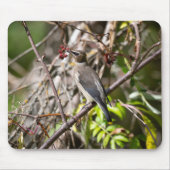 カナダの鳥写真、ボヘミアン・ワックスウィング マウスパッド (正面)