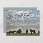 カナダのMortlach Saskatchewanで5頭の馬 ポストカード (正面/裏面)