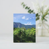 カナダのVineyard Southern BC ポストカード (スタンド正面)