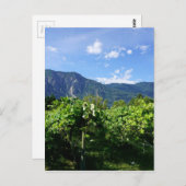 カナダのVineyard Southern BC ポストカード (正面/裏面)